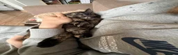 Domestic Shorthair cats for sale: Mum and daughter cat  in Loughborough - Advert 1