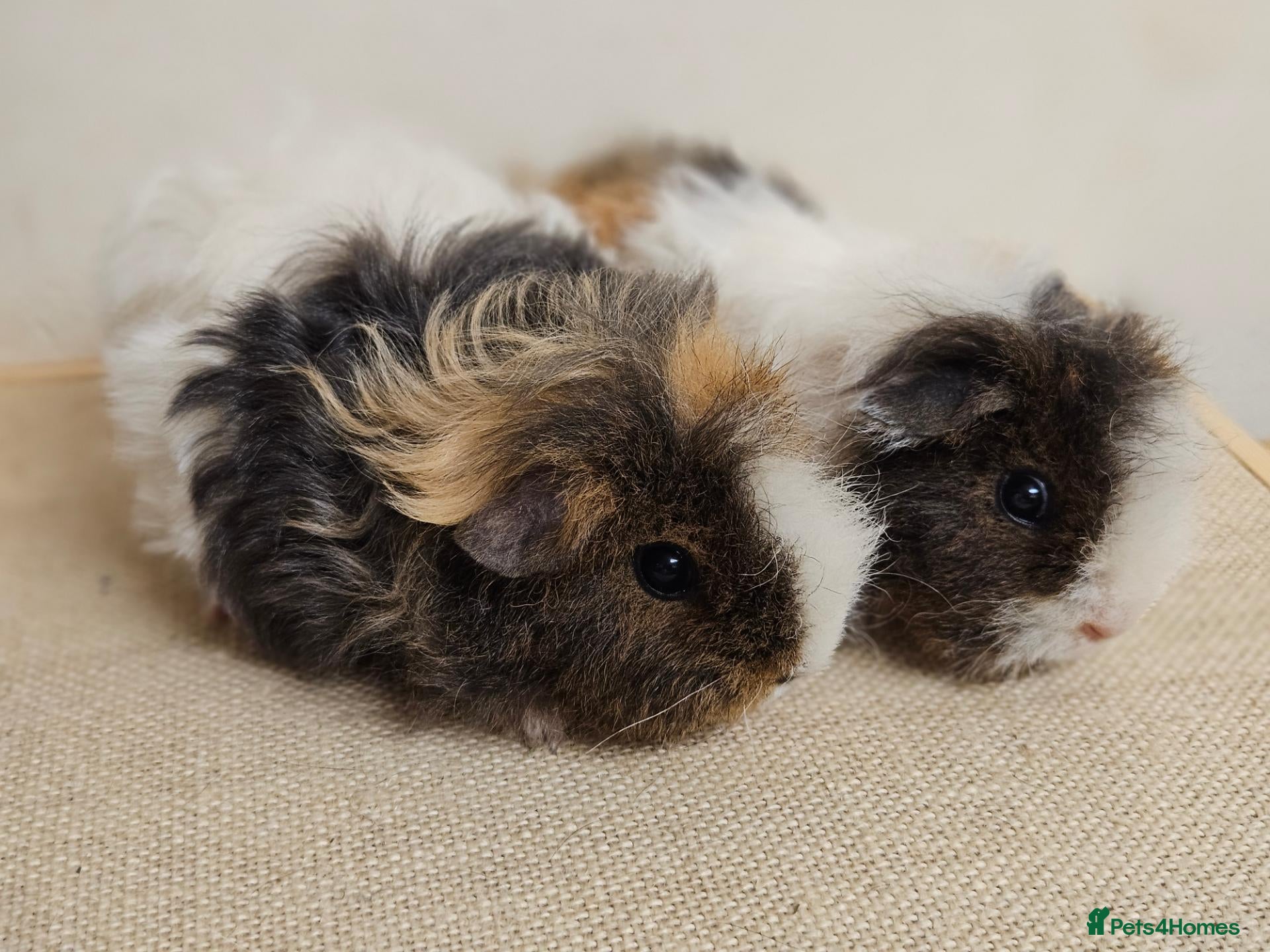 Guinea Pig rodents Baby female longhaired guinea pigs - Advert 4