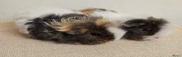 Guinea Pig rodents for sale: Baby female longhaired guinea pigs - Advert 1