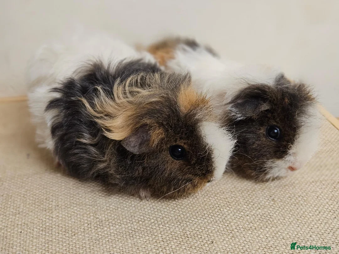 Guinea Pig rodents for sale: Baby female longhaired guinea pigs - Advert 1