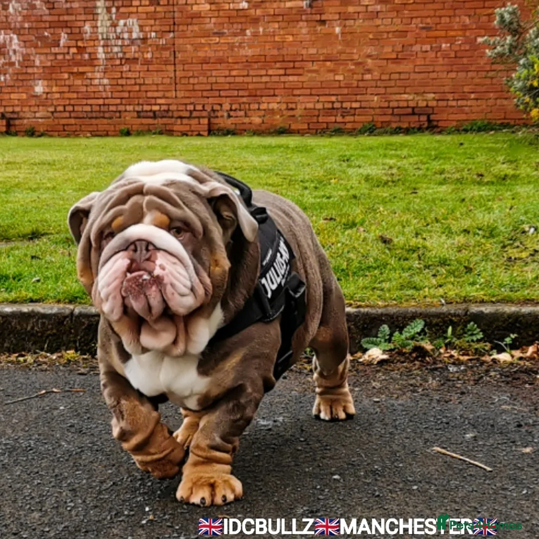 English Bulldog dogs for stud: Uncle Fester in Manchester - Advert 5