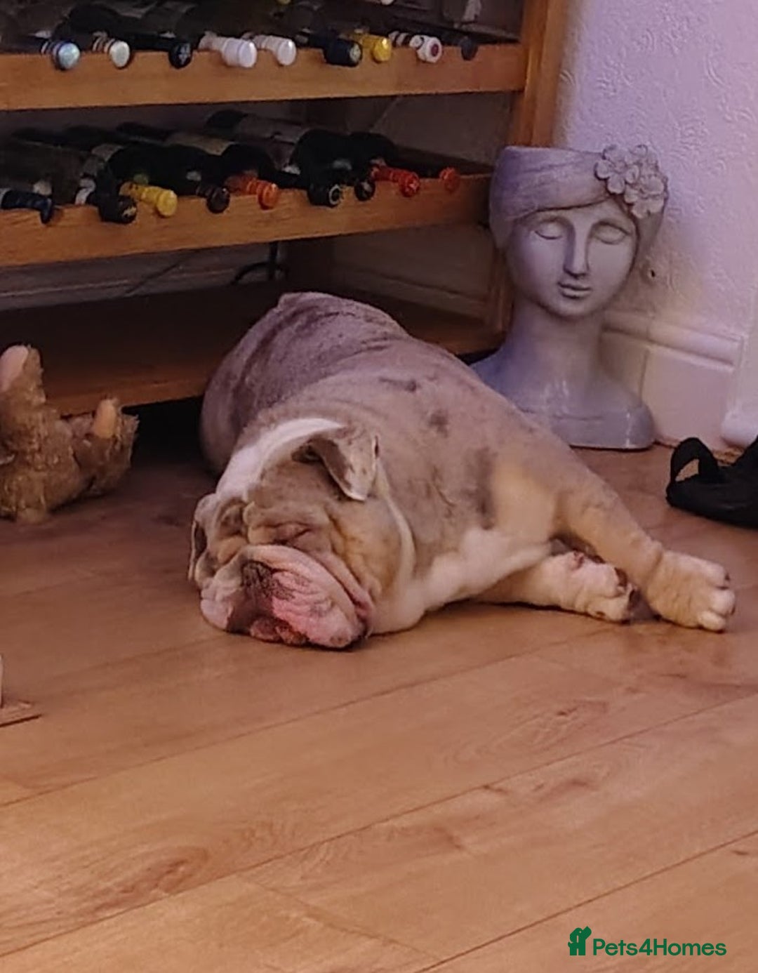 English Bulldog dogs for sale: English Bulldog – Male – 16 Months Old - Advert 2