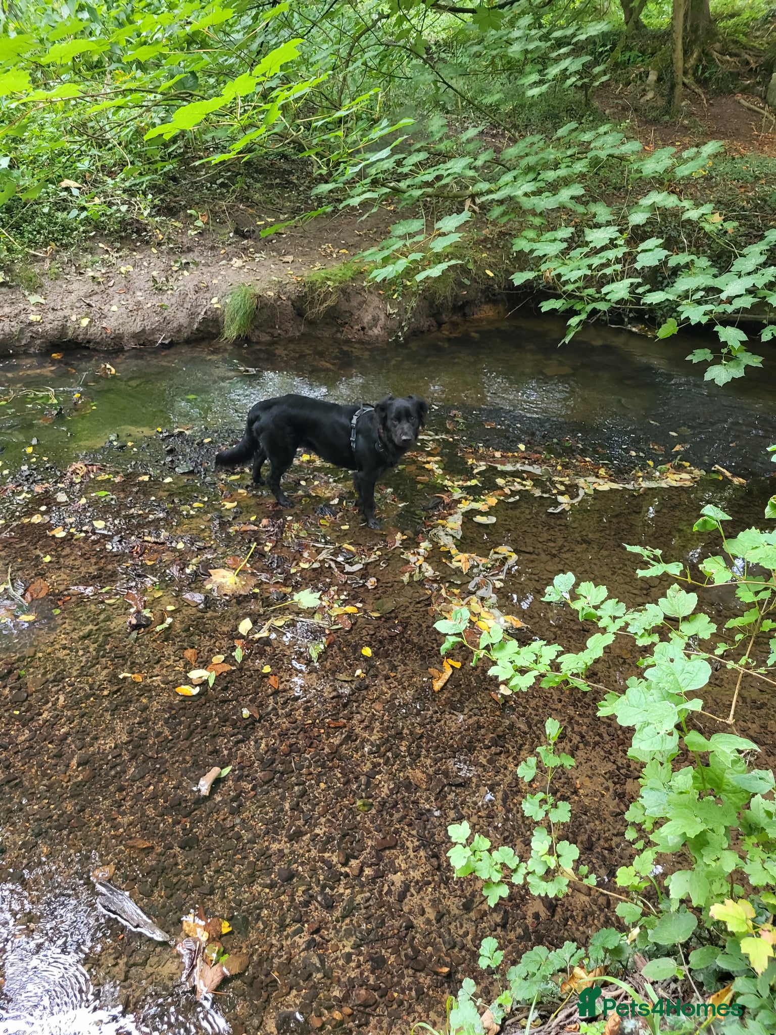 Mixed Breed dogs 3 year old Cassie - Advert 5