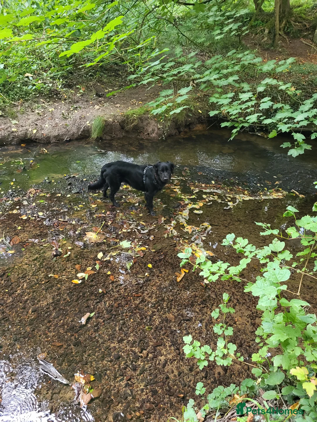 Mixed Breed dogs for sale: 3 year old Cassie in Swadlincote - Advert 1