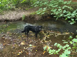 Mixed Breed dogs 3 year old Cassie - Advert 5