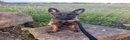 Mixed Breed dogs for sale: Dutch herder x German shepherd  - Advert 6