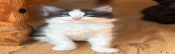 Mixed Breed cats for sale: Kittens  - Advert 5