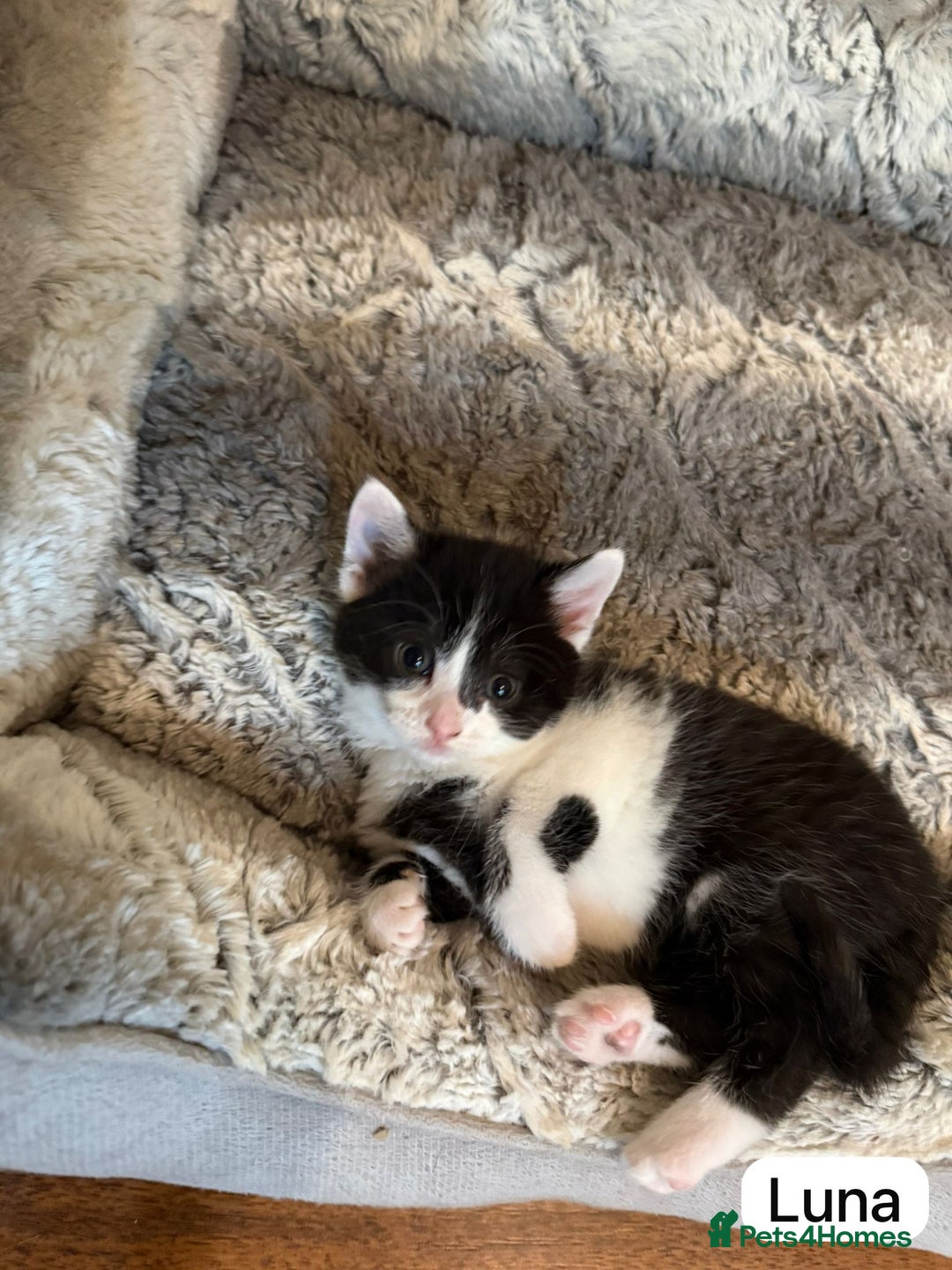 British Shorthair cats for sale: Kittens for sale - Image 7