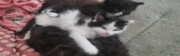 Mixed Breed cats for sale: Lovely fluffy kittens for sale - Advert 3
