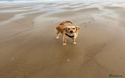 Golden Retriever dogs for sale: Golden retriever puppies - Image 5