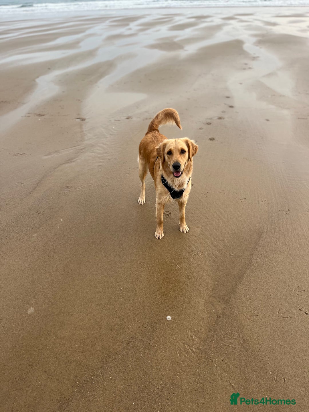Golden Retriever dogs for sale: Golden retriever puppies - Image 5