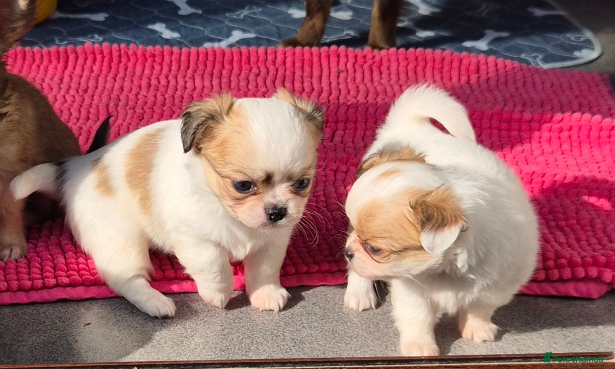 Chihuahua dogs KC registered chihuahua puppies  - Advert 7