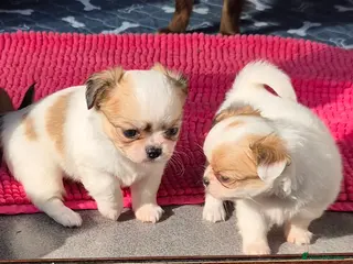 Chihuahua dogs KC registered chihuahua puppies - Advert 3