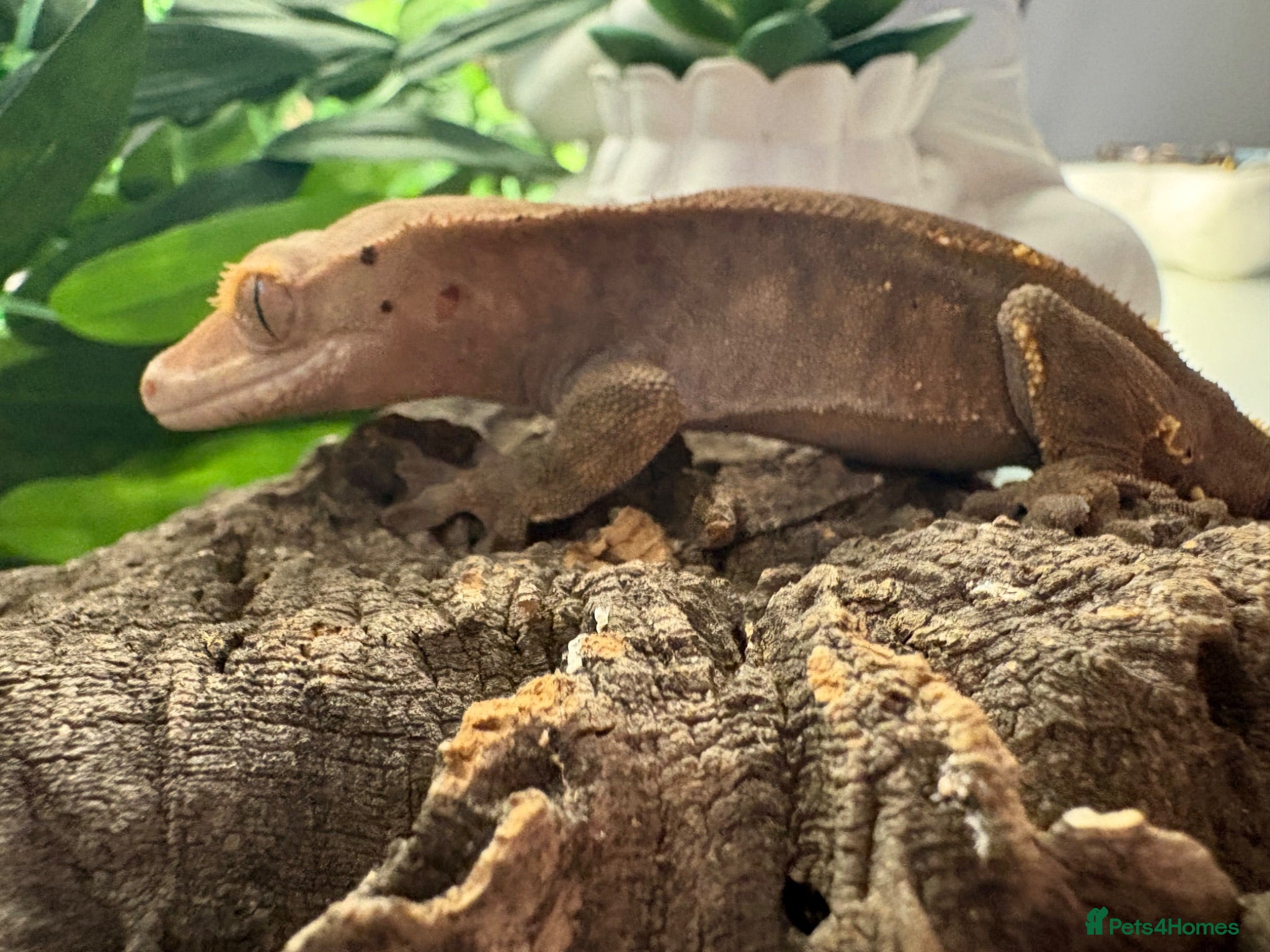 Mixed Breed reptiles various geckos! - Advert 1