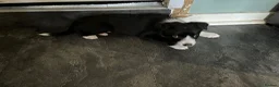 Border Collie dogs for sale: 1 Beautiful Very special border collie girl  - Advert 7
