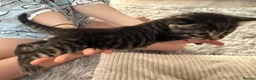 Mixed Breed cats for sale: Beautiful kittens of marble and striped colors - Advert 10