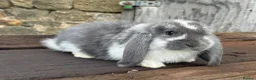 French Lop rabbits for sale: Stunning xl French lops  - Advert 38