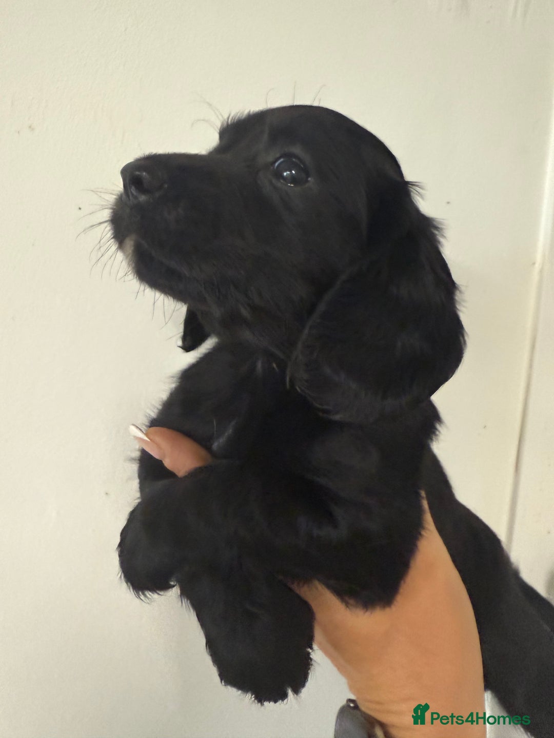 Cocker Spaniel dogs for sale: 2 black working cocker spaniel pups  - Image 6