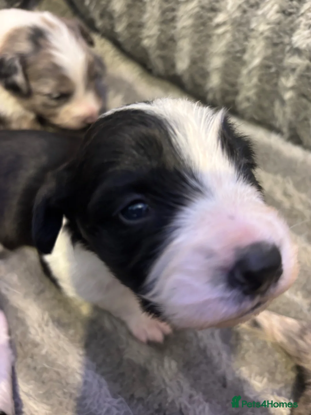 Sprollie dogs for sale: Chunky blue collie x spaniel pups 💙 in Alnwick - Advert 17