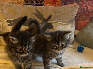 Persian cats GORGEOUS PERSIAN X KITTENS - Advert 11