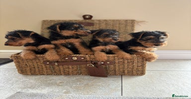 Welsh Terrier dogs - Advert 1