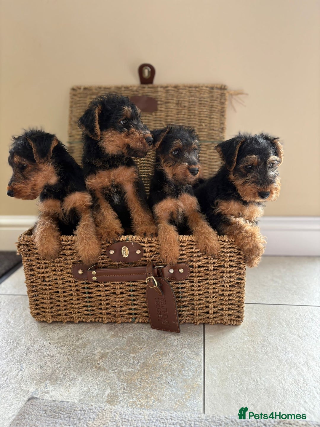 Welsh Terrier dogs for sale: Stunning KC Welsh Terriers - Image 2