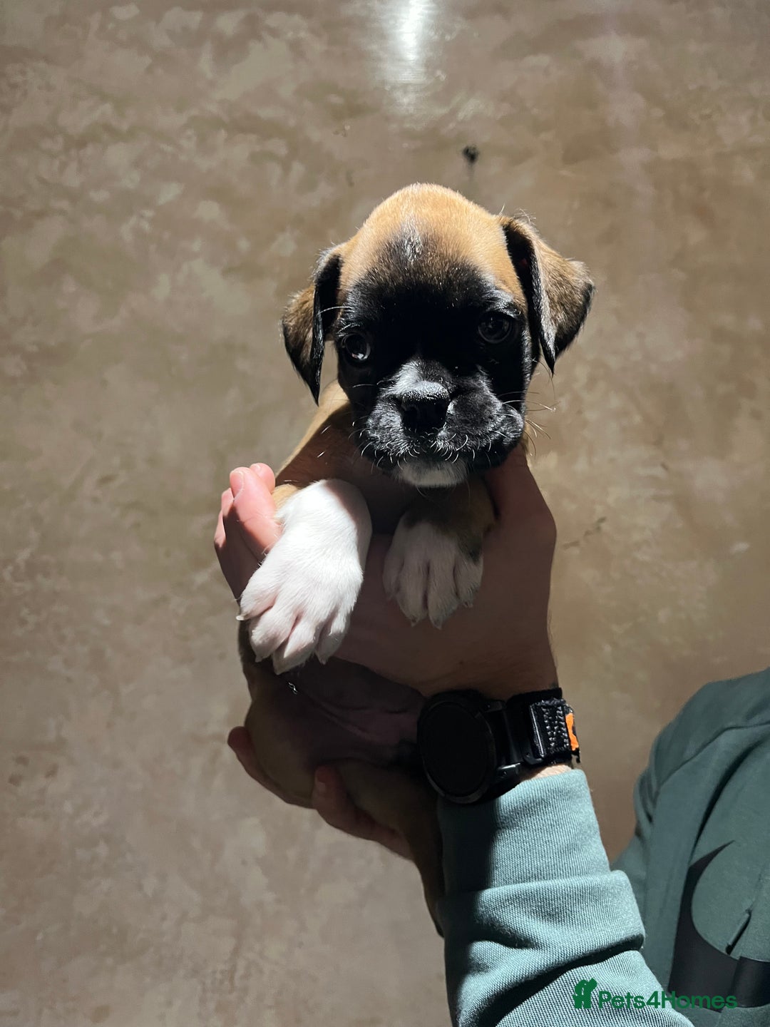 Boxer dogs for sale: Boxer puppies for sale  - Advert 16