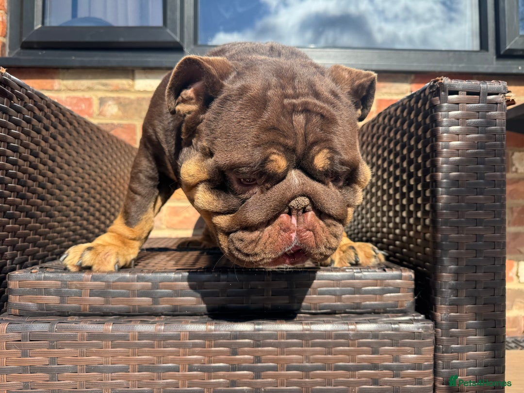 English Bulldog dogs for sale: English Bulldog - 2 years old  - Advert 8