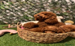 Toy Poodle dogs for sale: Beautiful Red Toy Poodle Puppies – Ready Now  - Image 10
