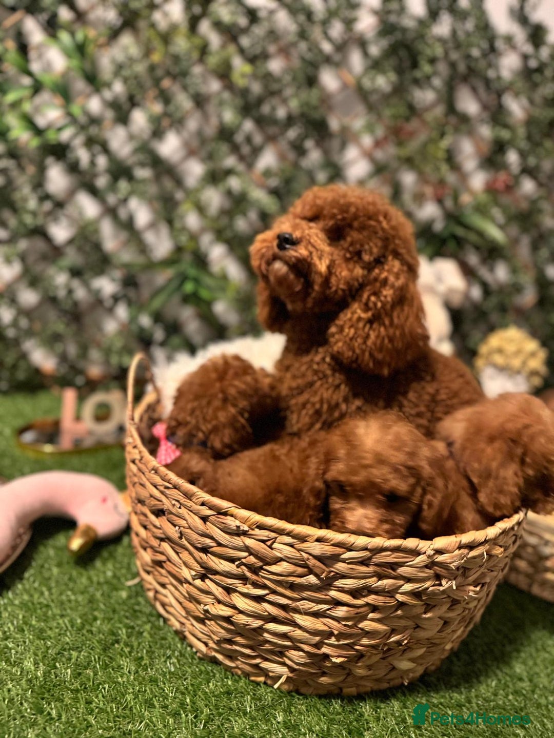 Toy Poodle dogs for sale: Beautiful Red Toy Poodle Puppies – Ready Now  - Image 10