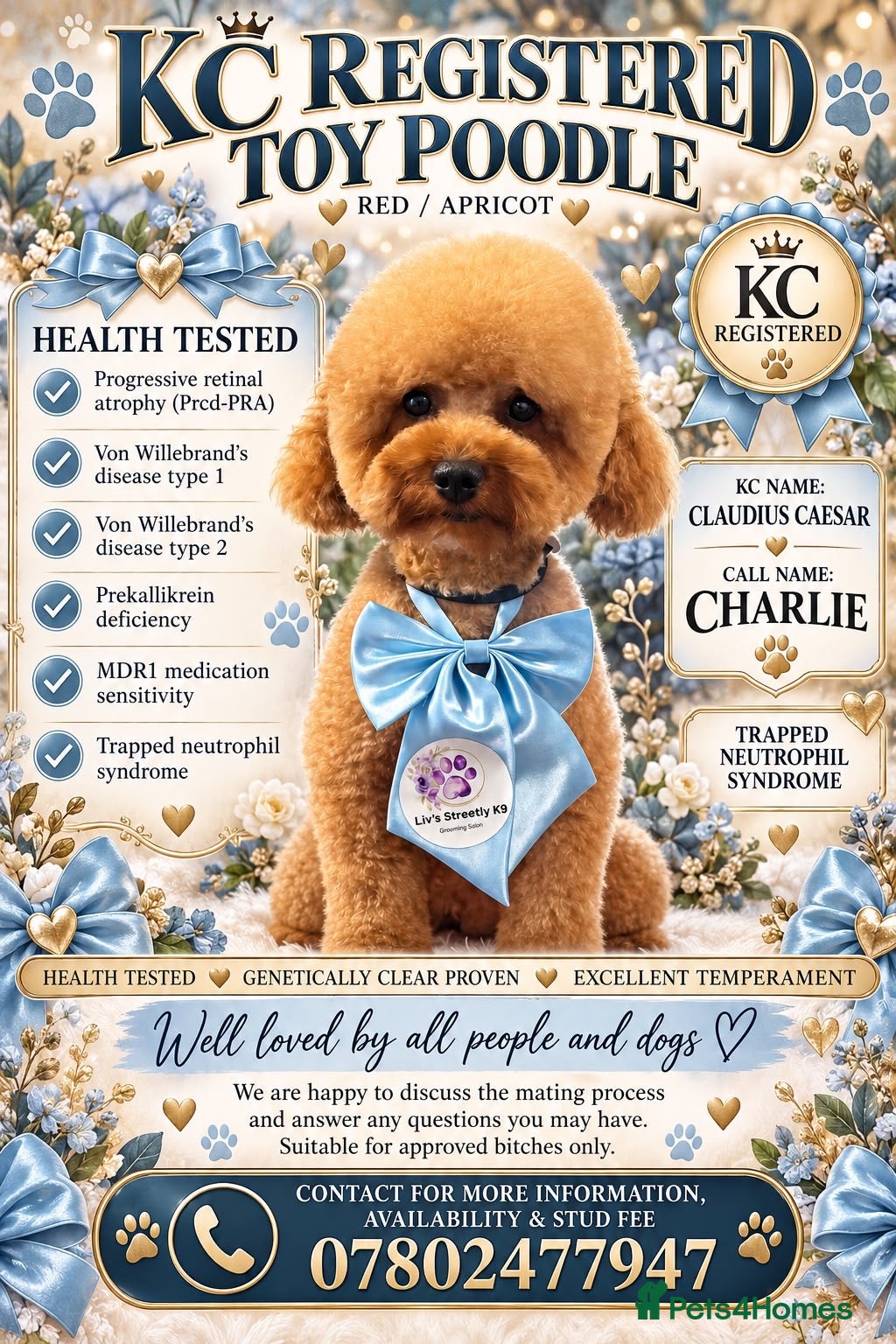 Miniature Poodle dogs KC Reg Poodle fully health tested - Advert 4