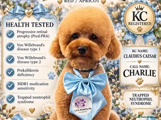 Miniature Poodle dogs KC Reg Poodle fully health tested - Advert 1