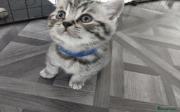 British Shorthair cats for sale: Ready to leave British Shorthair Kiitens - Image 5
