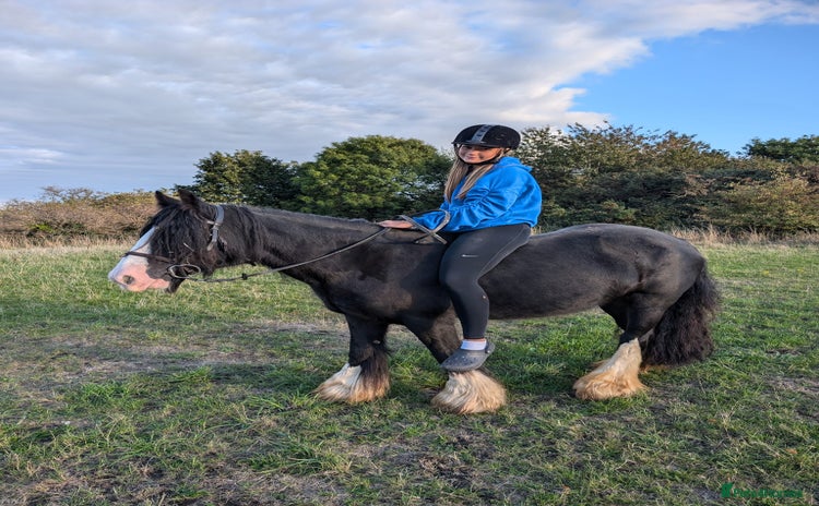 Irish Cob horses - Advert 2