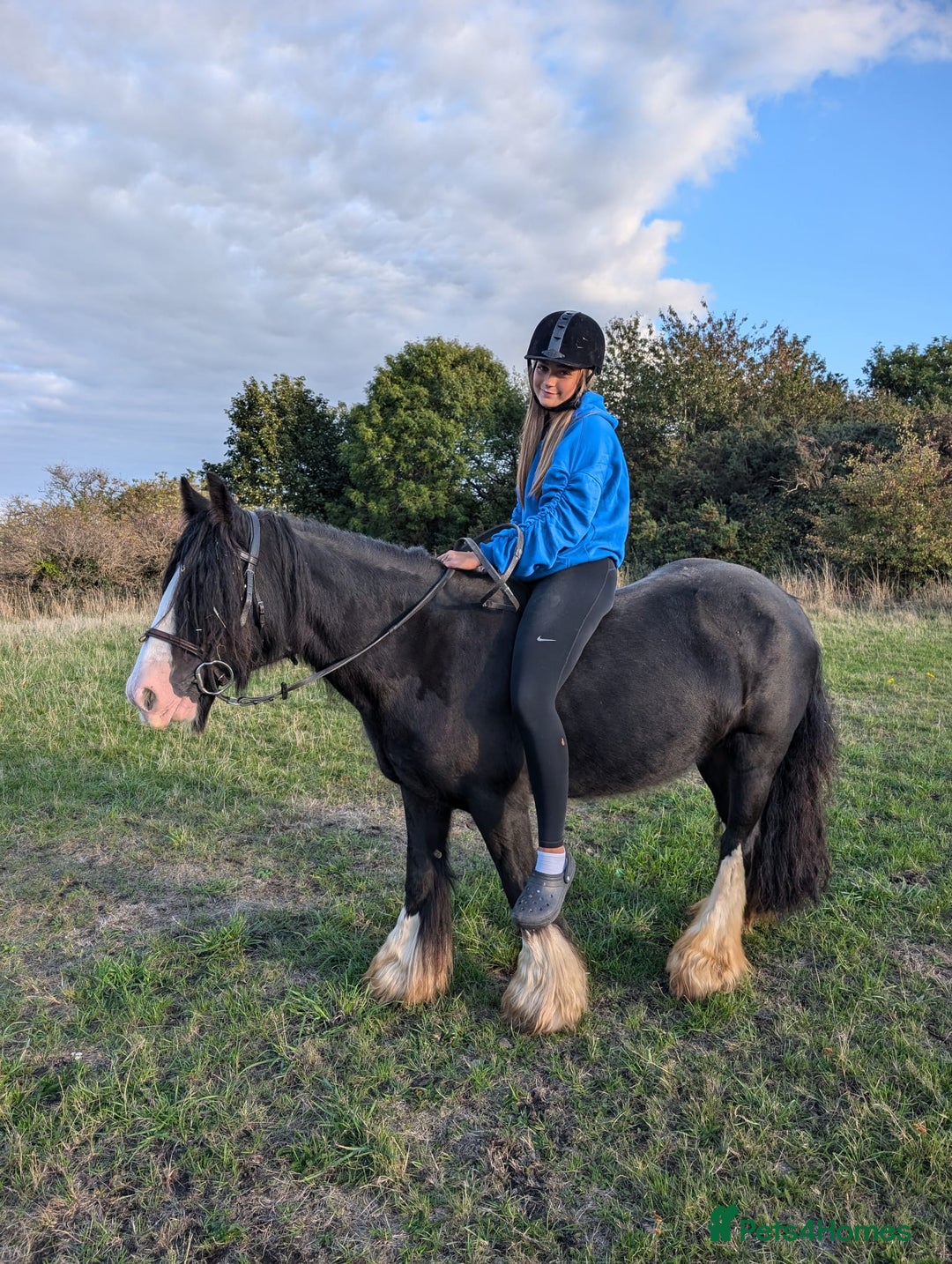 Irish Cob horses for sale: 14,2 Traditional cob mare - Image 1