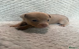 Jack Russell dogs for sale: Stunning litter of miniature Jack Russell puppies - Image 14