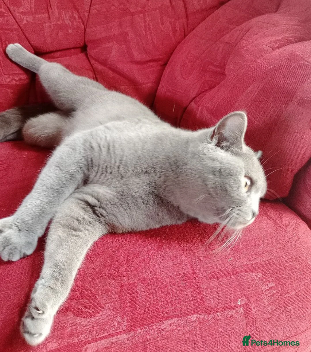 British Shorthair cats for sale: Beautiful British Blue - Female - Advert 2