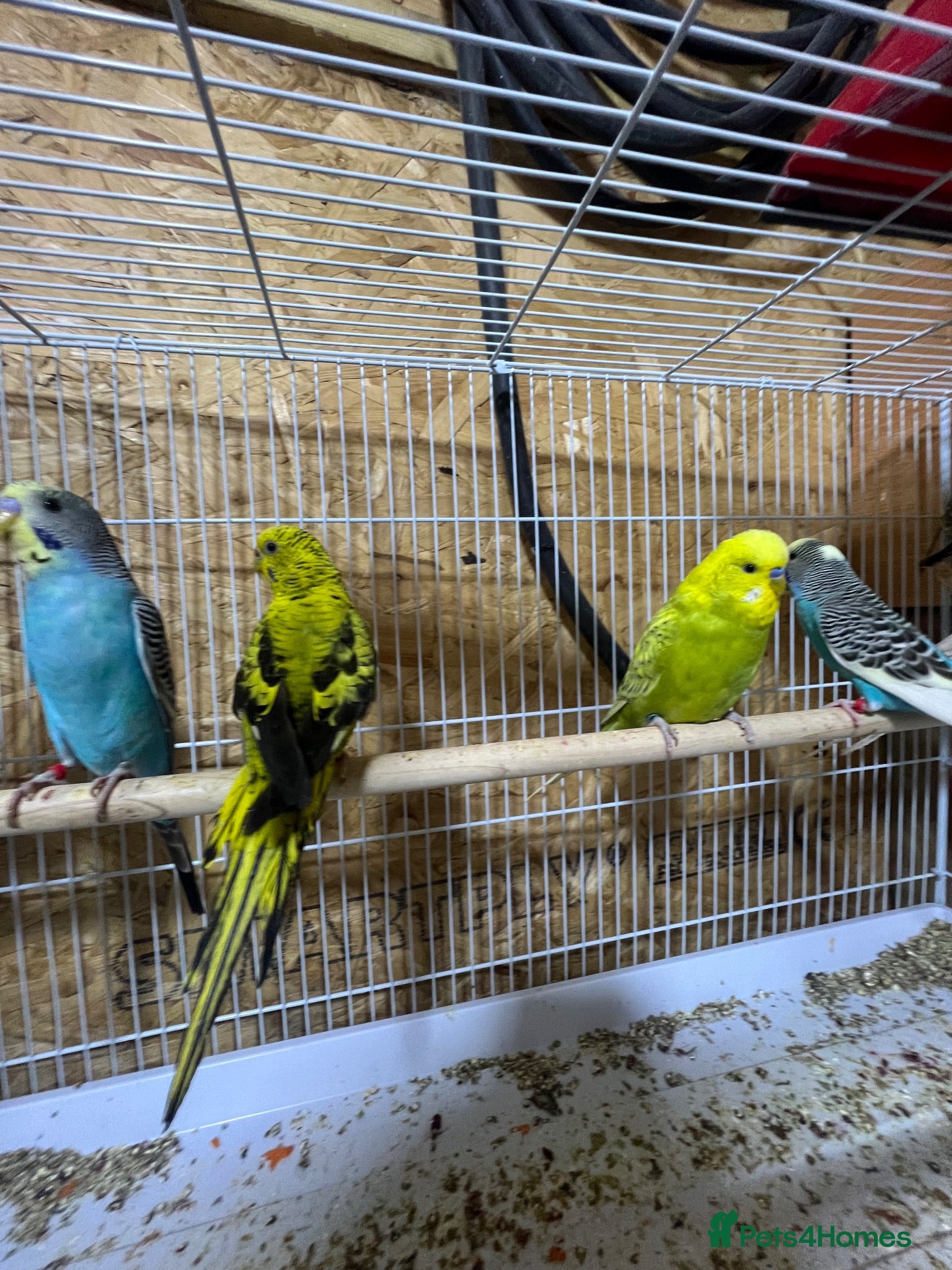 Budgerigars birds Budgies  - Advert 1