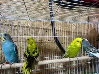 Budgerigars birds Budgies - Advert 4