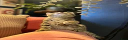 Bengal cats for sale: Gorgeous pedigree bengal male  - Advert 14