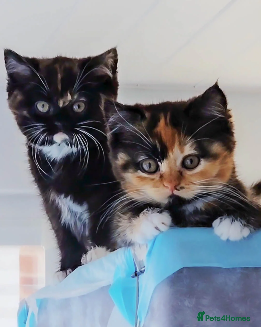 British Shorthair cats for sale: Last Available Calico Girl – Unique & Sweet Nature - Advert 1