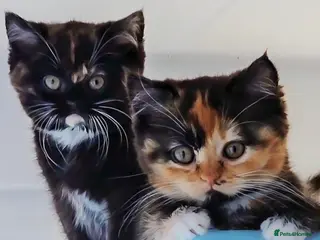 British Shorthair cats Lovely BSH/BLH Kittens Ready For New Home - Advert 4