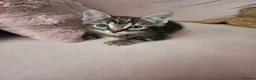 Mixed Breed cats for sale: Kittens - Advert 17