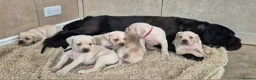 Cane Corso dogs for sale: Straw Cane Corso Pups - Advert 11