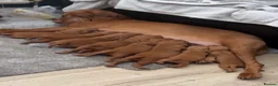 Hungarian Vizsla dogs for sale: Stunning Hungarian Vizsla puppies available  - Advert 7