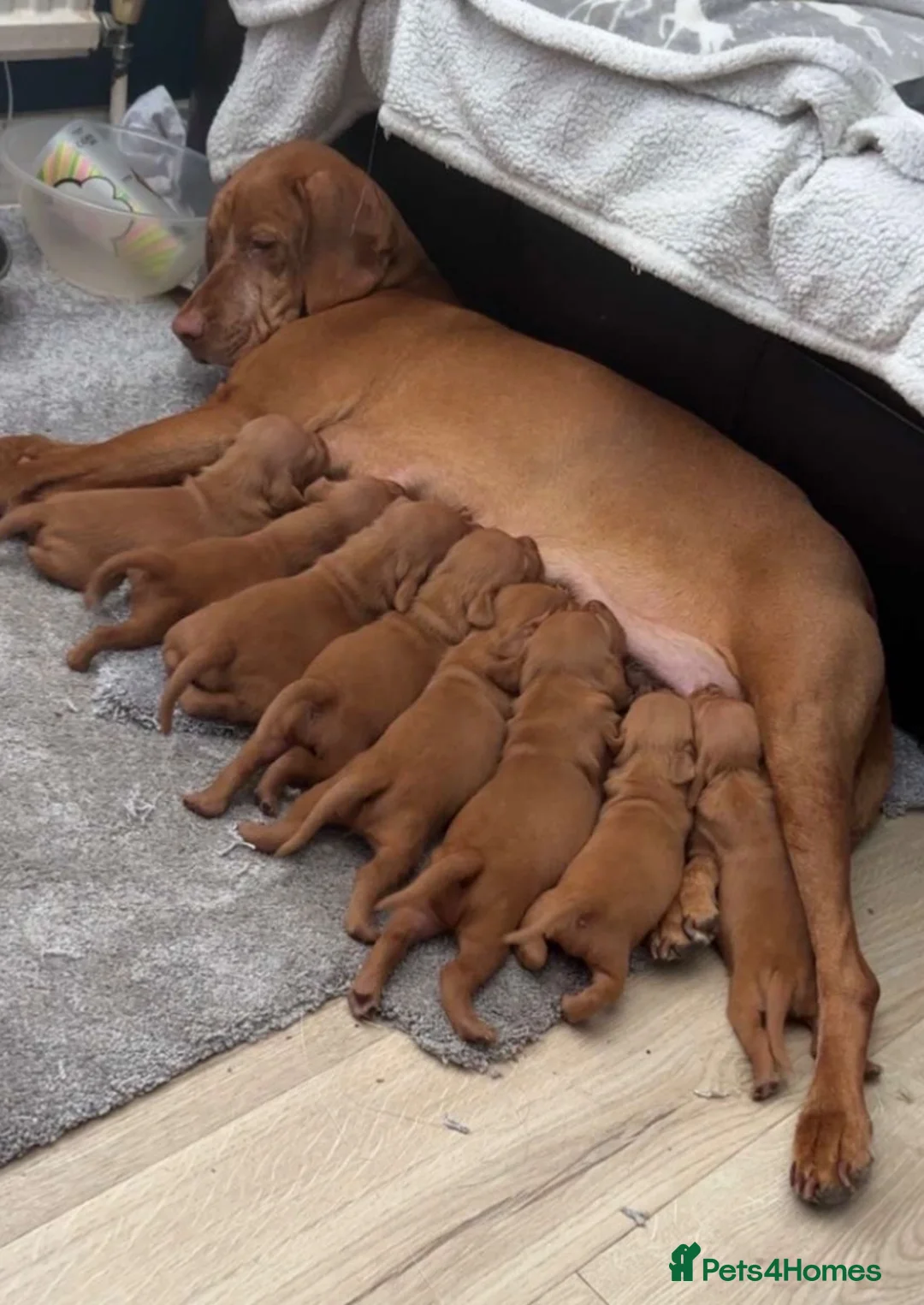 Hungarian Vizsla dogs for sale: Stunning Hungarian Vizsla puppies available  - Advert 7