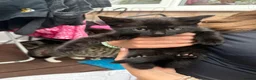 Mixed Breed cats for sale: 3 cats for sale (60 each) - Advert 4