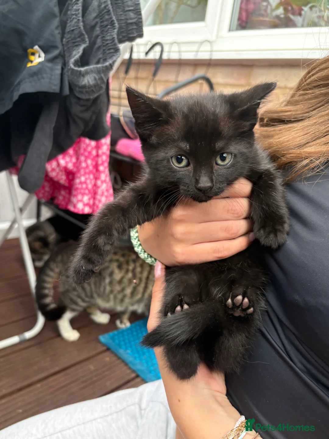 Mixed Breed cats for sale: 3 cats for sale (60 each) - Advert 4