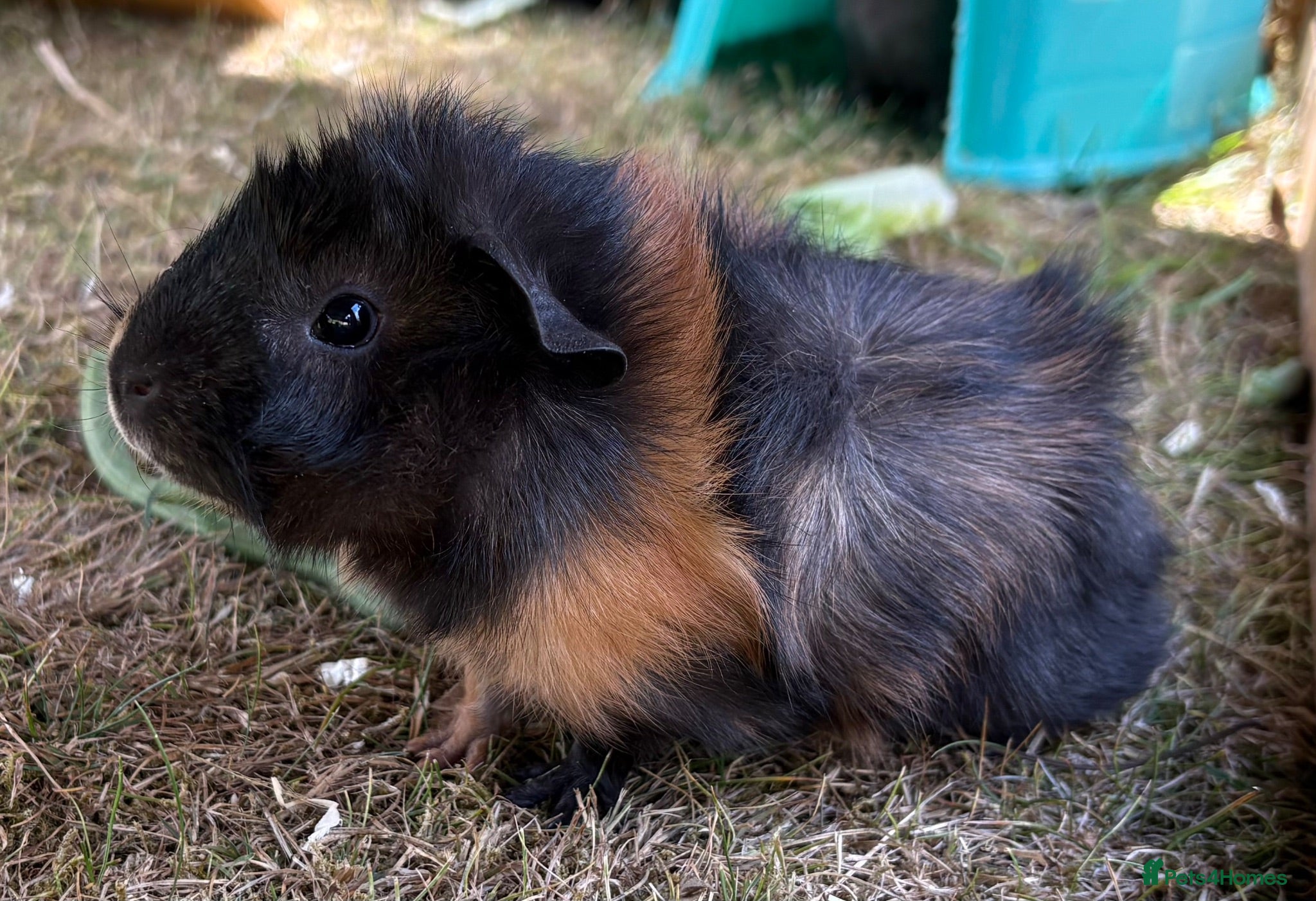Guinea Pig rodents Baby Girl Guinea Pigs - Advert 1