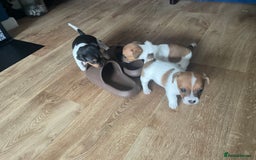 Jack Russell dogs for sale: Jack Russel Pups Short Legged - Image 20